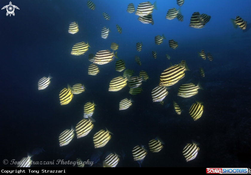 A Stripeys