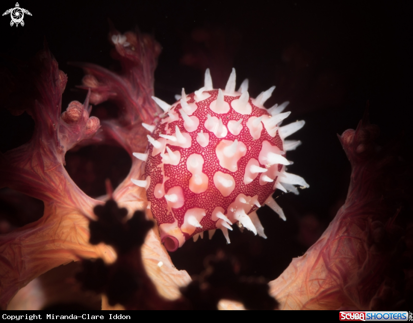 A Ridged egg cowrie