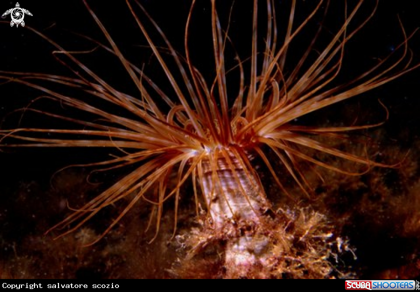 A underwater creature