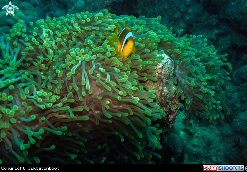 A Clown Fish