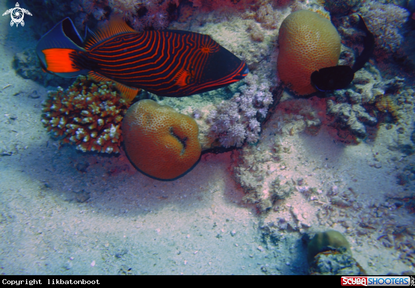 A Orange-Lined Trigger Fish