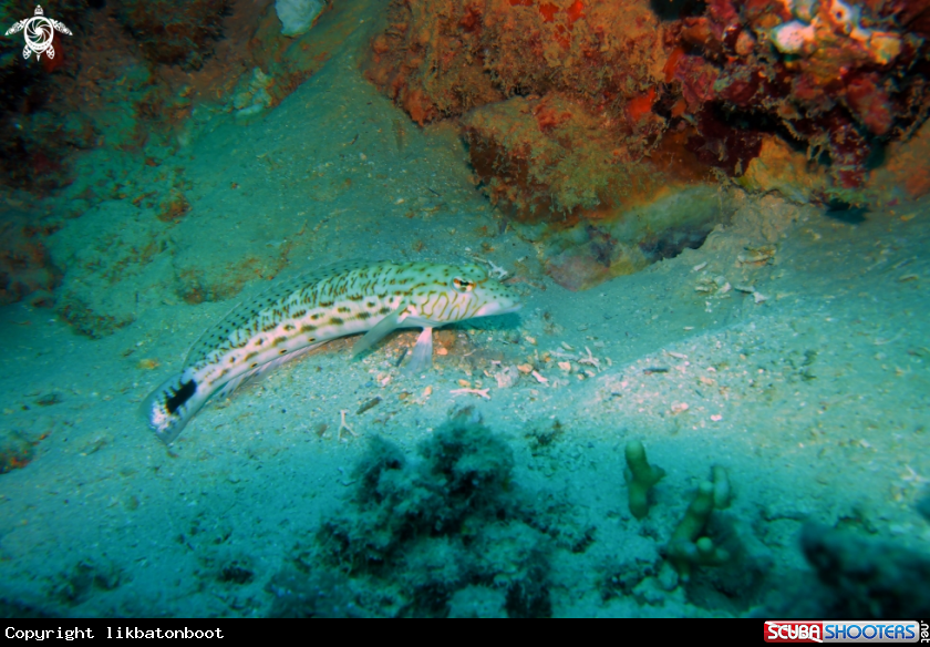 A Bartail Goatfish