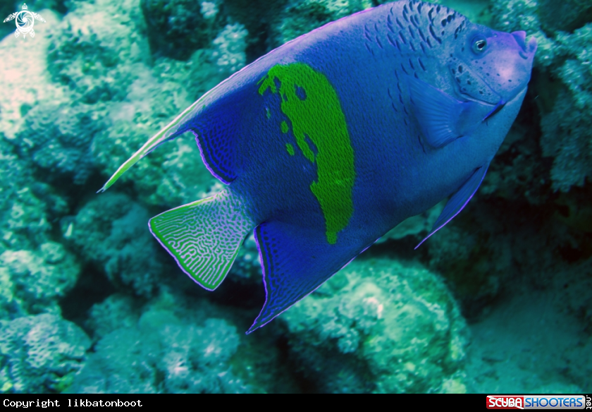 A Blue Angelfish