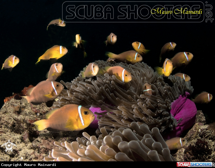 A clownfish and anemone