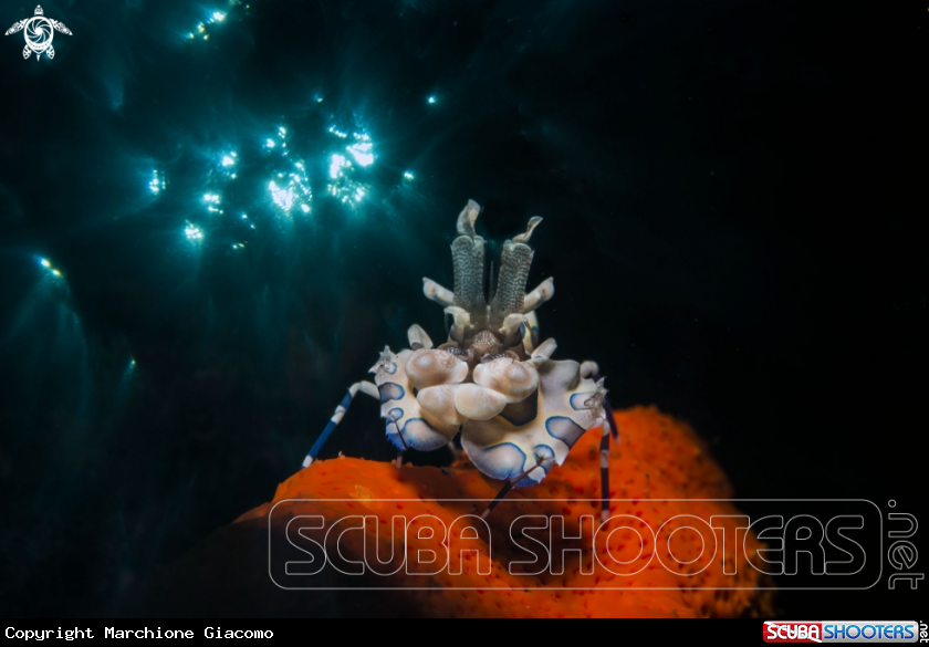 A Arlequin shrimp