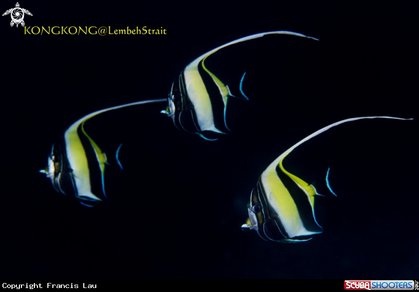 A Bannerfish