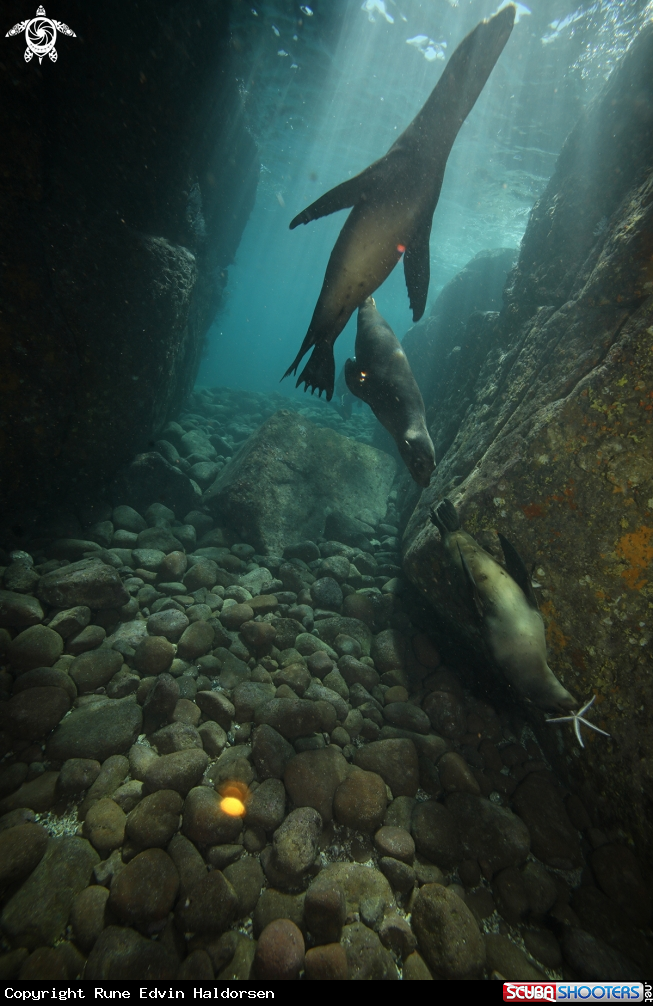A California sea lions