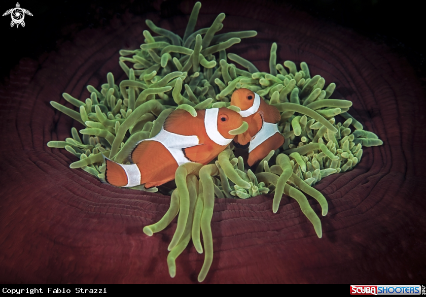 A Clownfish