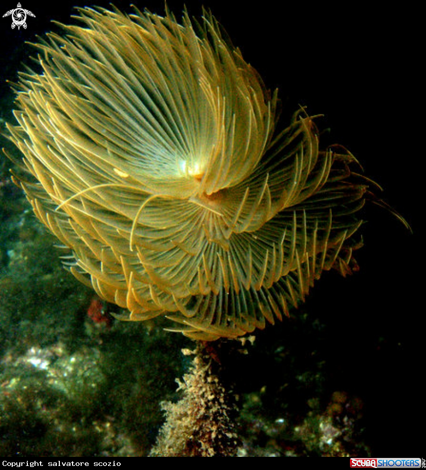 A underwater creature