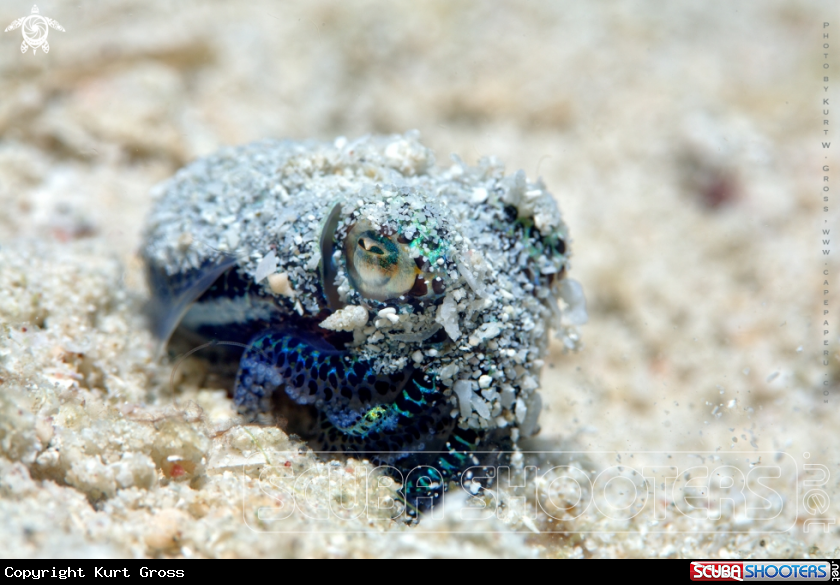 A Boptail Squid
