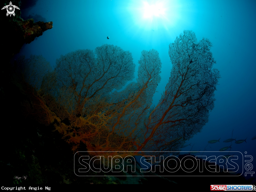 A Sea Fans