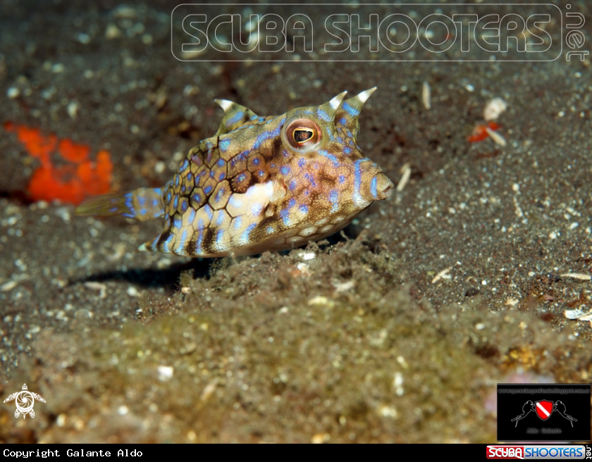 A Longhorn Cowfish - Lactoria Cornuta