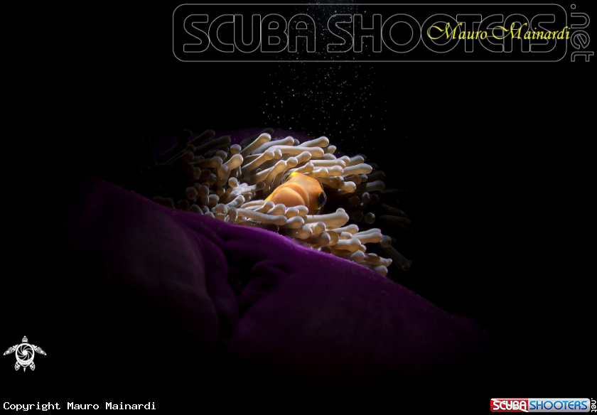 A clownfish and anemone