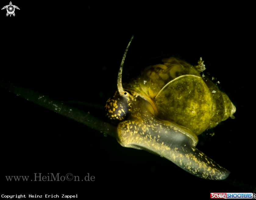 A Blasenschnecke (Physella acuta)