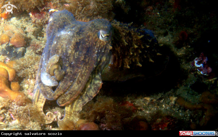 A underwater creature