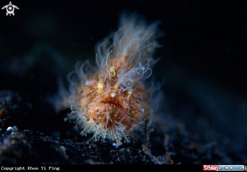 A Hairy Frog Fish