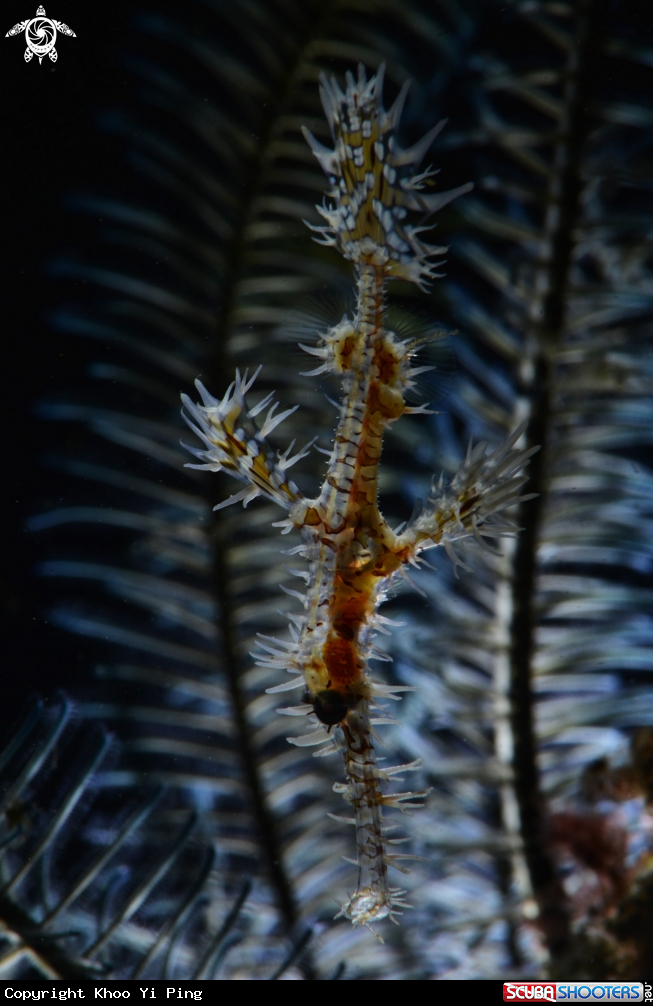 A Thorny Seahorse