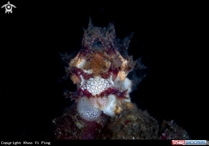 A Vampire Nudibranch