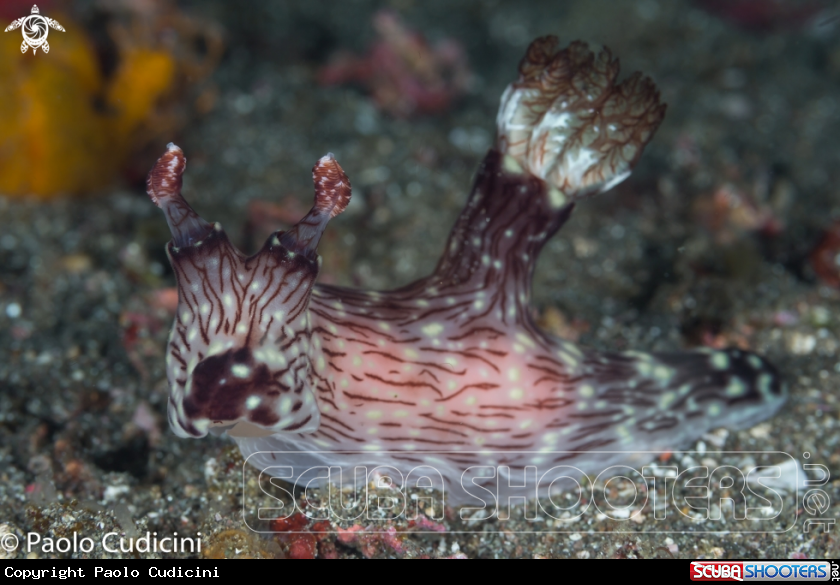 A Red Lined Jorunna