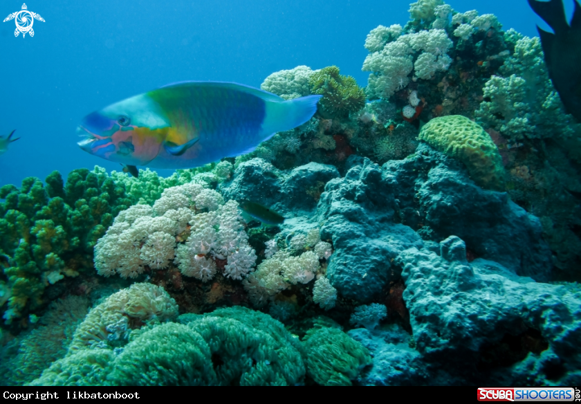 A blue parrot fish
