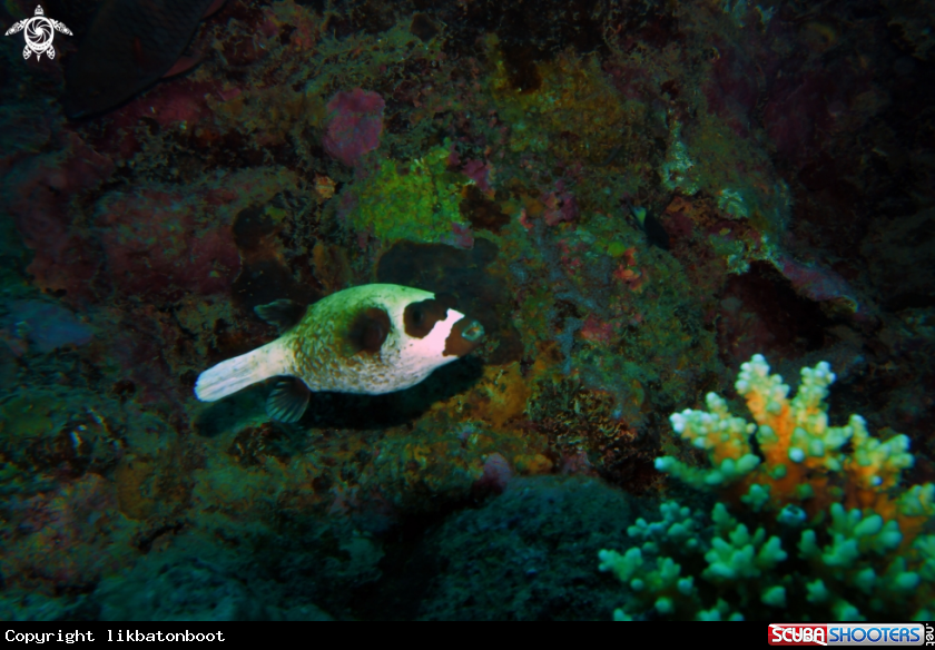 A puffer fish