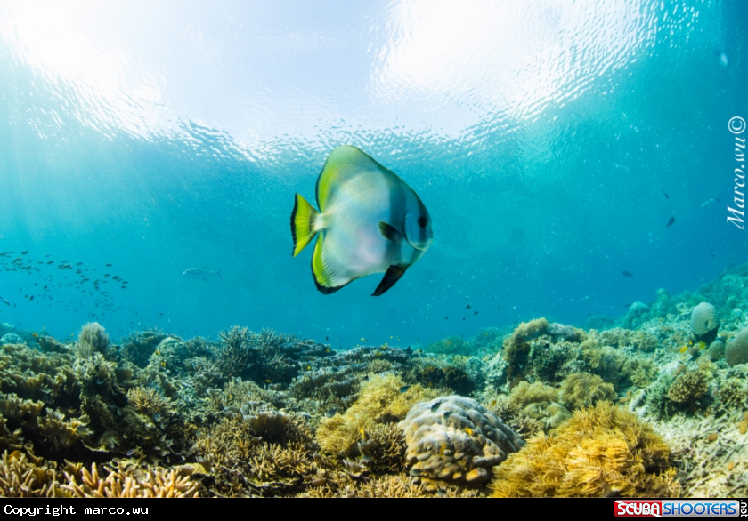 A Bat fish