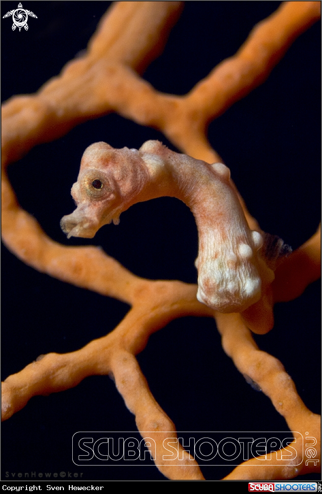 A Denise's pygmy seahorse