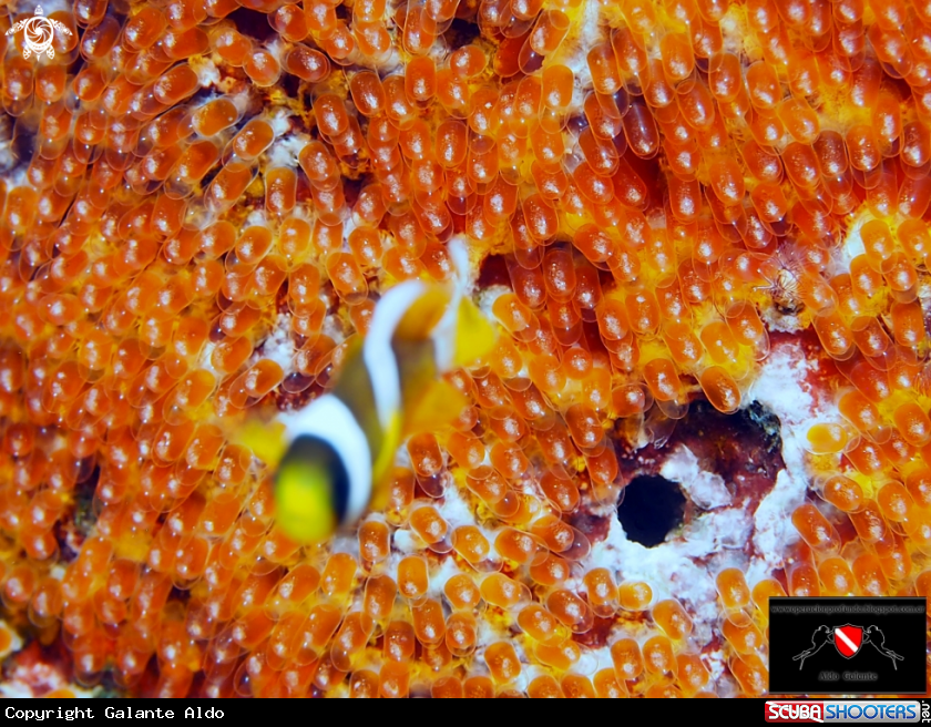 A Clownfish
