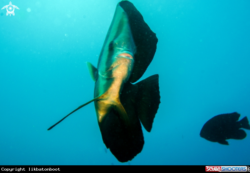 A batfish