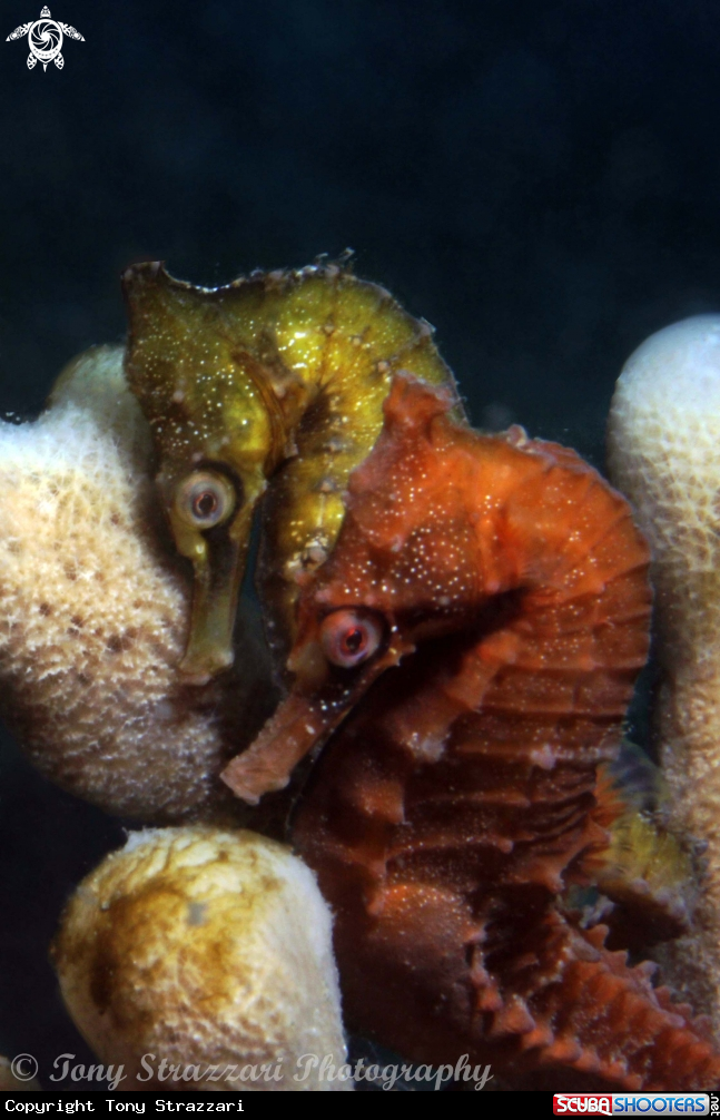 A White's seahorse