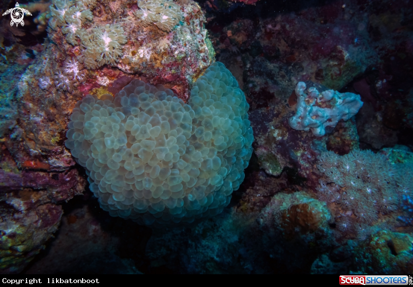 A green bubble coral