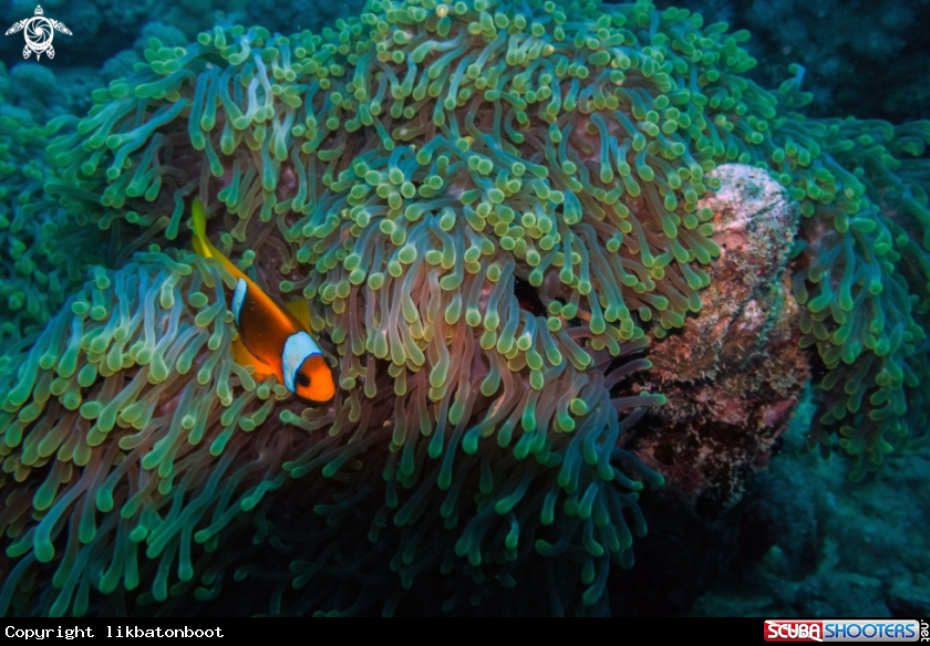 A giant carpet anemone