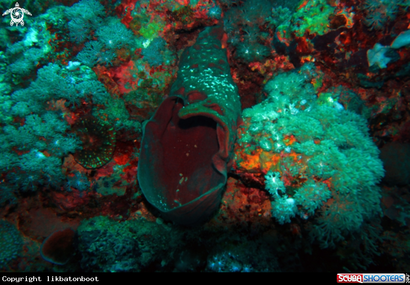 A barrel sponge coral