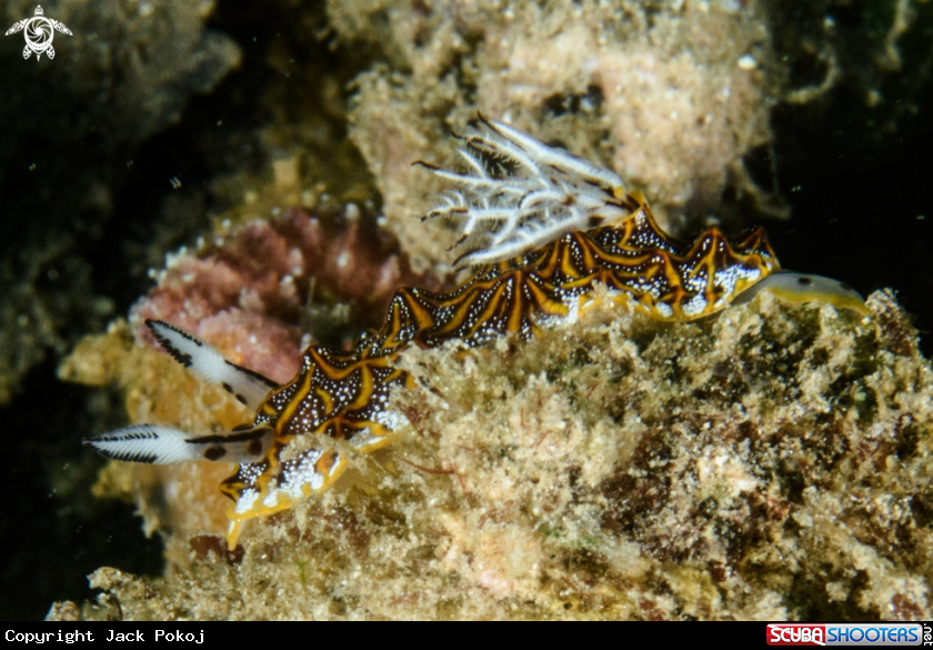 A Halgerda tesselata