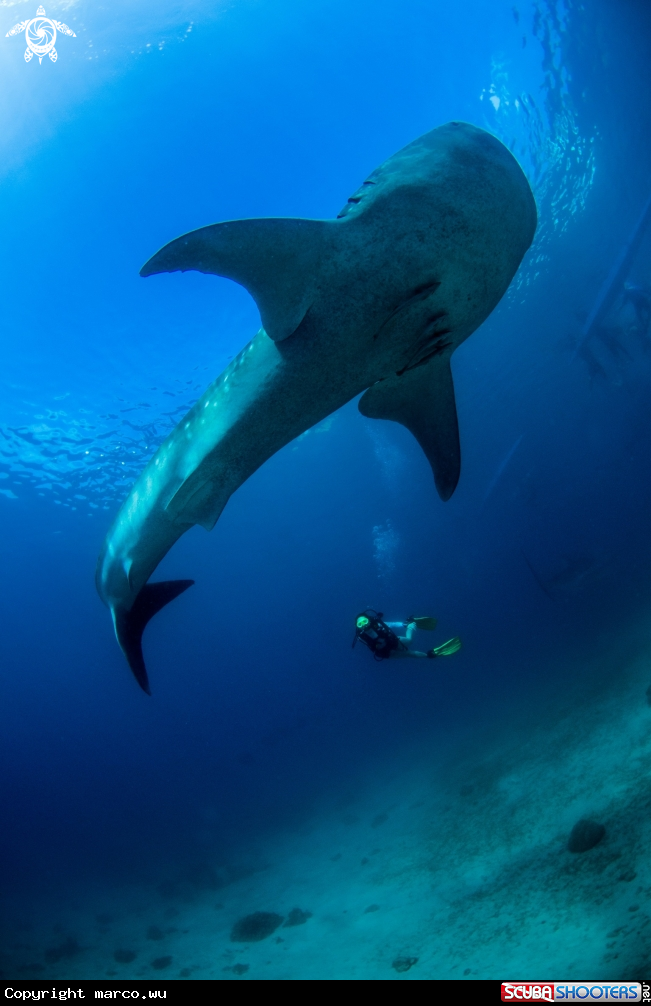 A whale shark