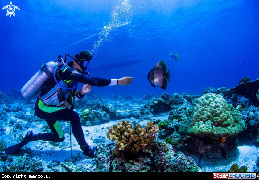 A Fish and diver