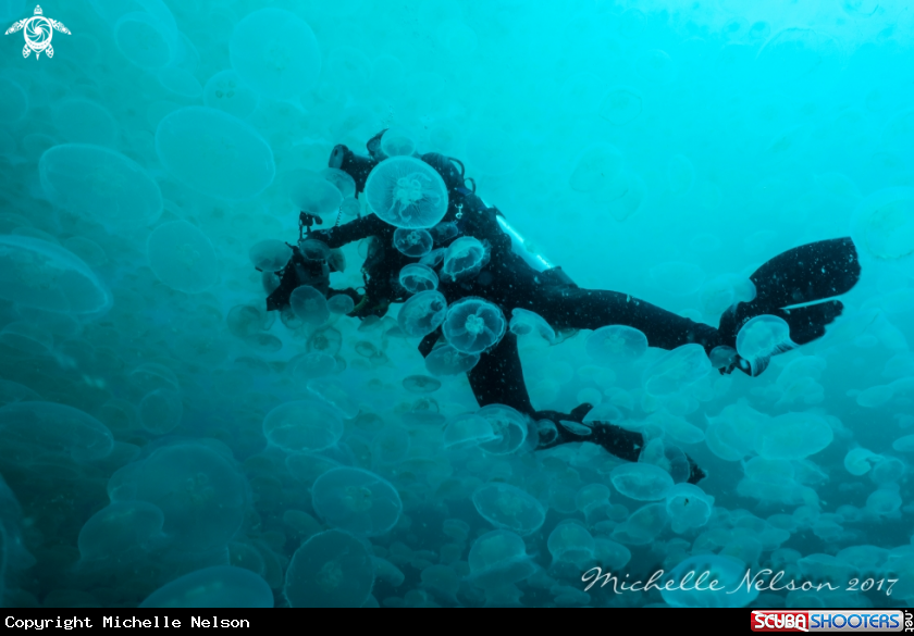 A Moon Jellyfish