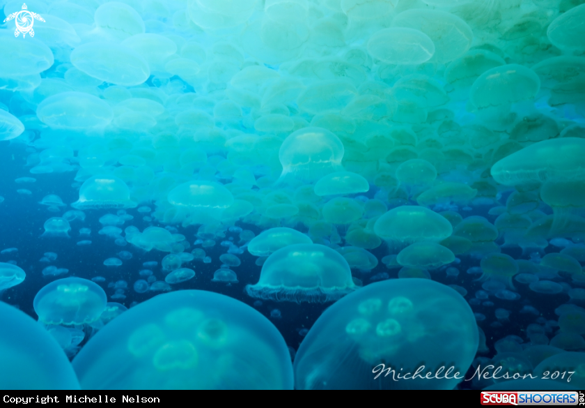 A Moon Jellyfish