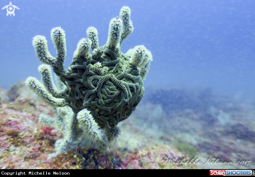 A Basket Starfish