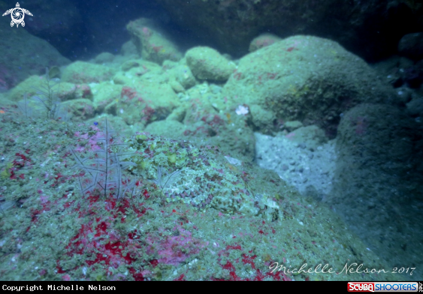 A Scorpionfish