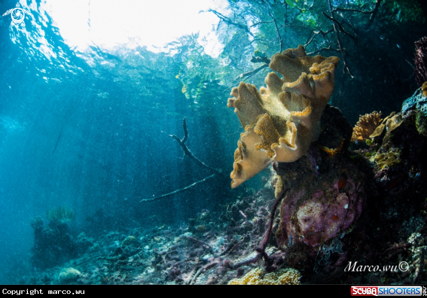A Coral