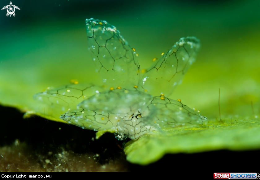 A Nudi