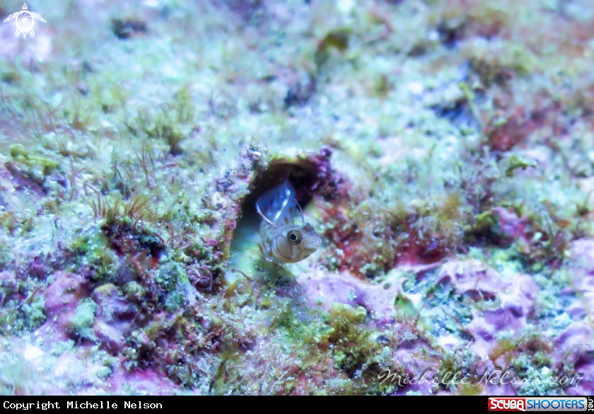 A Tube Blenny