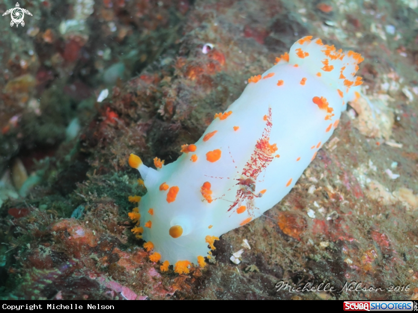 A Orange-spotted Nudibranch & Threespine Shrimp