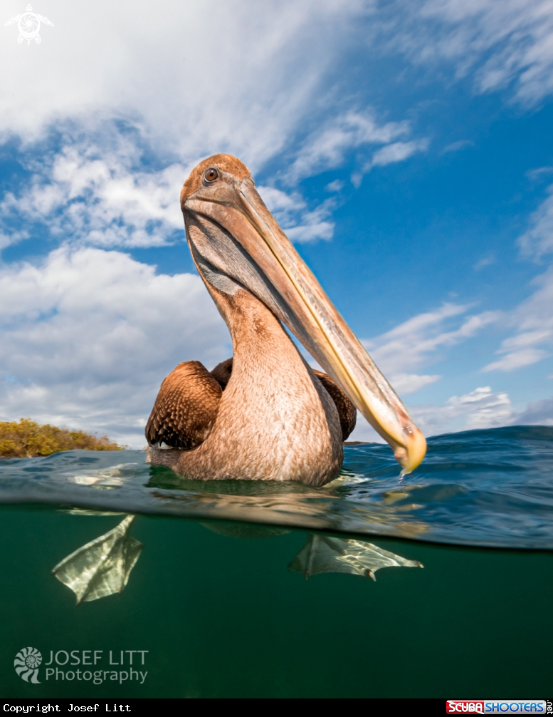 A Brown pelican