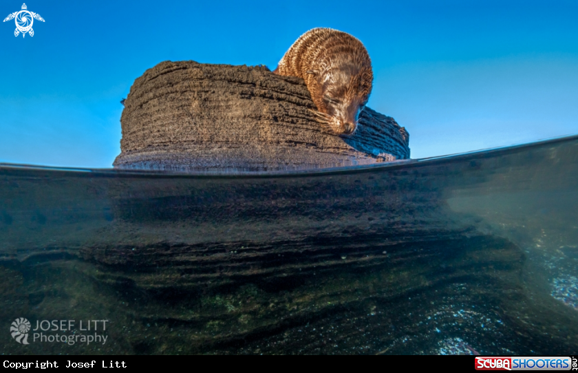 A Galapagos fur seal