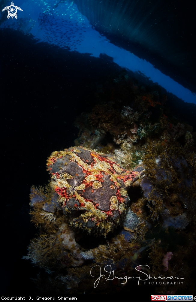 A Painted Frogfish