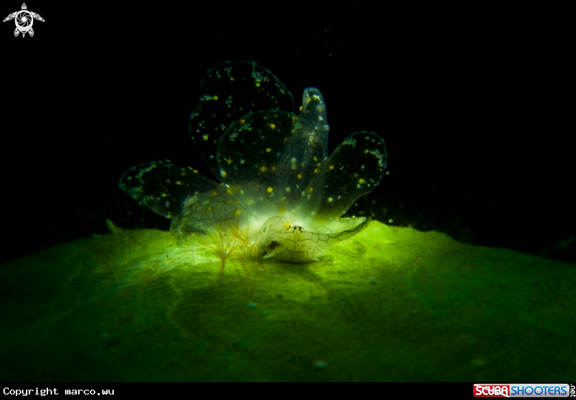 A Nudi