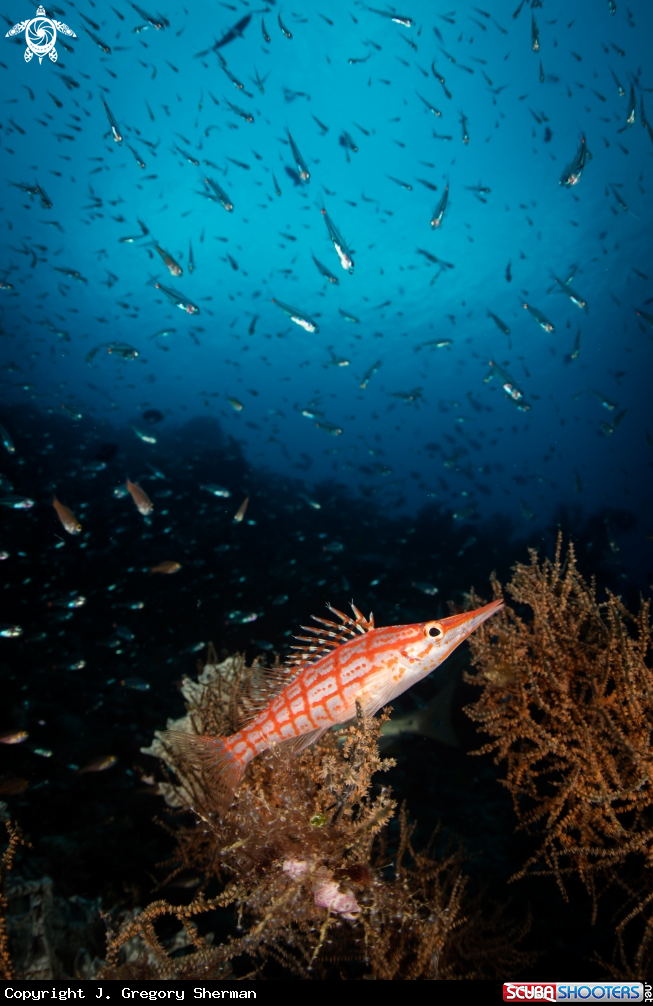 A Long Nose Coral Hawkfish