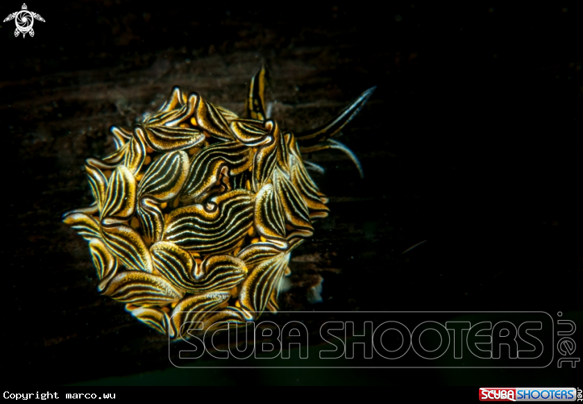 A Tiger stripes NUDI